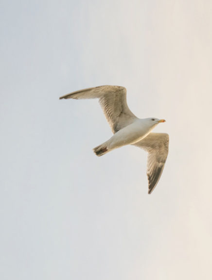 5 Books For Advanced Meditators Worth Reading | Evano Magazine